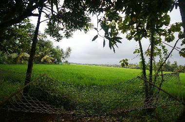 garden with hammock