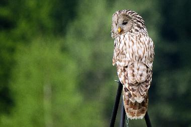 Holiday House in Uherce Mineralne (Podkarpackie) or holiday homes and vacation rentals