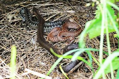 Holiday House in Uherce Mineralne (Podkarpackie) or holiday homes and vacation rentals