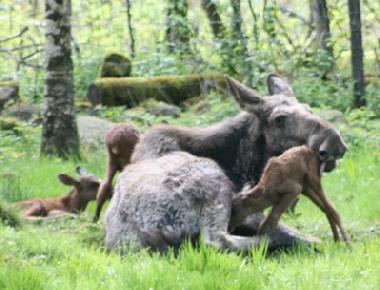 Holiday House in V�stra Torup  (Sk�ne) or holiday homes and vacation rentals