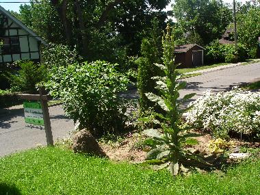 Part of the Garden