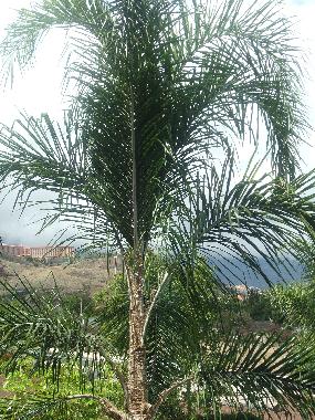 Holiday Apartment in Puerto de la Cruz (Teneriffa) or holiday homes and vacation rentals