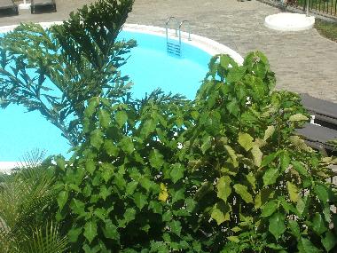 Holiday Apartment in Puerto de la Cruz (Teneriffa) or holiday homes and vacation rentals