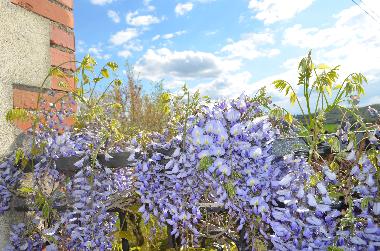 Bed and Breakfast in Lucignano (Arezzo) or holiday homes and vacation rentals