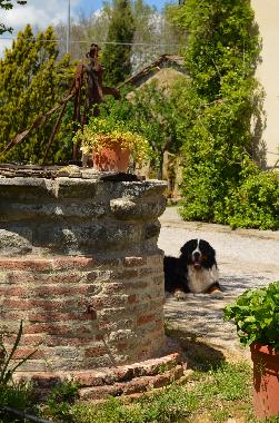 Bed and Breakfast in Lucignano (Arezzo) or holiday homes and vacation rentals