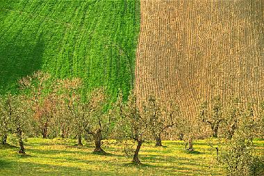 Holiday House in Suvereto (Grosseto) or holiday homes and vacation rentals