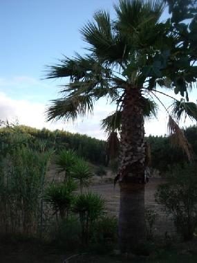 Holiday House in Cercal do Alentejo (Alentejo Litoral) or holiday homes and vacation rentals