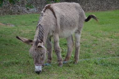 Holiday House in Saint-Br�s (Gard) or holiday homes and vacation rentals