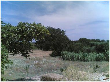 Holiday House in Cisternino (Brindisi) or holiday homes and vacation rentals