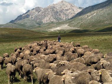 As in the past, the shepherds guide their sheep to the pastures...