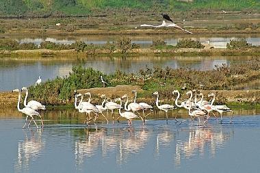 Flamingos seen from balvcony