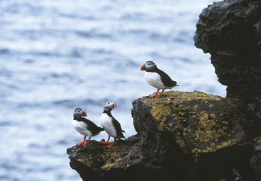Puffins.
