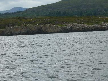 Holiday House in Tuosist (Kerry) or holiday homes and vacation rentals