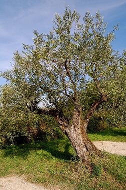 Holiday Apartment in Reggello-Fi (Firenze) or holiday homes and vacation rentals