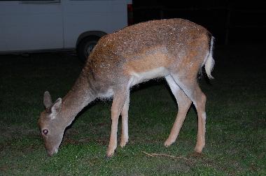 Holiday Apartment in Reggello-Fi (Firenze) or holiday homes and vacation rentals