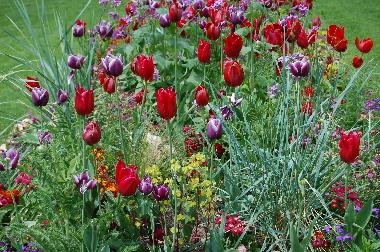 Holiday Apartment in Reggello-Fi (Firenze) or holiday homes and vacation rentals