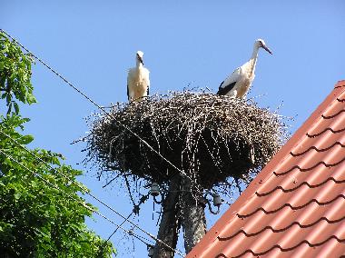 Holiday House in Kuldiga (Lettland) or holiday homes and vacation rentals