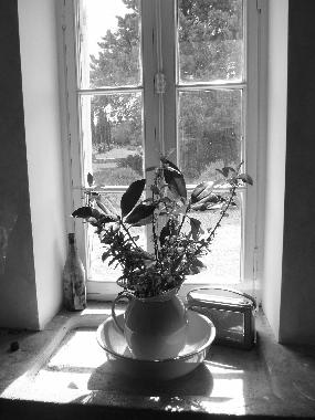 Old sink in the kitchen wih flowers collected from the gardens