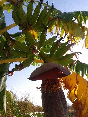 This is our Banana Tree :)