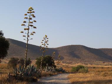 Holiday Apartment in AGUA AMARGA (Almera) or holiday homes and vacation rentals