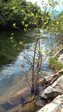 Holiday House in Travo (Haute-Corse) or holiday homes and vacation rentals