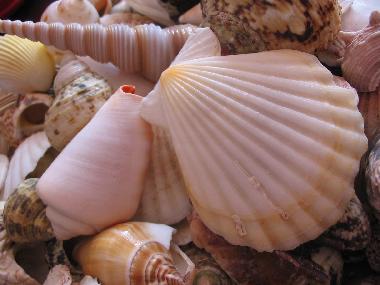 Holiday House in Travo (Haute-Corse) or holiday homes and vacation rentals