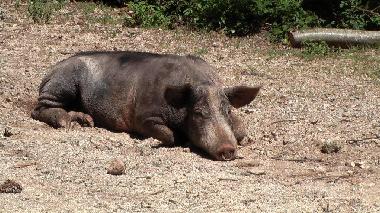 Holiday House in Travo (Haute-Corse) or holiday homes and vacation rentals