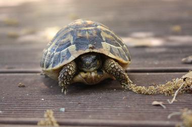 Holiday House in Travo (Haute-Corse) or holiday homes and vacation rentals