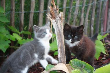 Holiday House in Travo (Haute-Corse) or holiday homes and vacation rentals