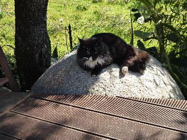 Holiday House in Travo (Haute-Corse) or holiday homes and vacation rentals