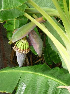 Holiday Apartment in MENTON (Alpes-Maritimes) or holiday homes and vacation rentals