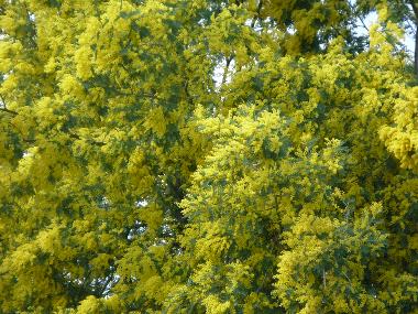 Holiday Apartment in MENTON (Alpes-Maritimes) or holiday homes and vacation rentals