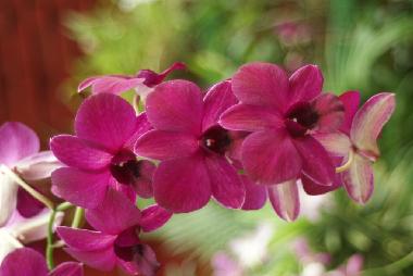 Villa in Rekawa (Matara) or holiday homes and vacation rentals