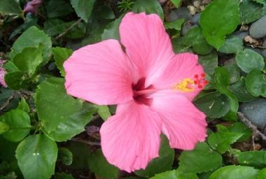 Holiday Apartment in Villa Maio (Maio) or holiday homes and vacation rentals