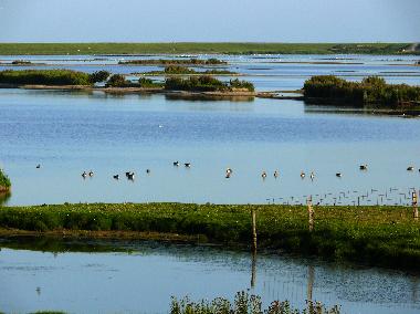 Holiday Apartment in Dagebll (Nordsee-Festland) or holiday homes and vacation rentals