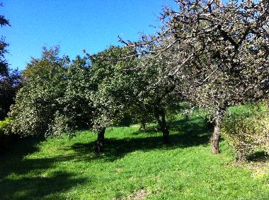The orchard 