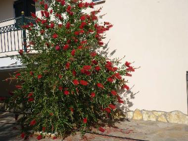 Holiday Apartment in Sivota, thesprotias (Thesprotia) or holiday homes and vacation rentals