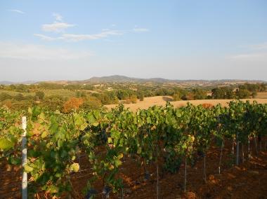 Holiday House in Scansano (Grosseto) or holiday homes and vacation rentals