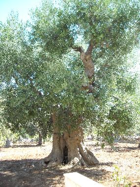 Holiday Apartment in Castellana Grotte (Bari) or holiday homes and vacation rentals