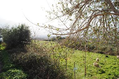 Field with sheep next to our street