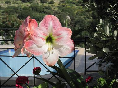 Holiday House in Atsipades (Rethymni) or holiday homes and vacation rentals