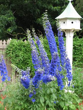 Delphinium in Summer!