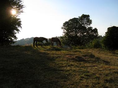 Vale, on the outskirts (Sibiu, Transylvania, Romania)