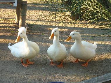 Holiday House in Peratallada (Girona) or holiday homes and vacation rentals