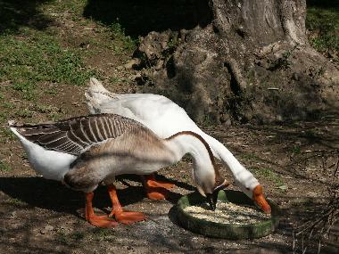 Holiday House in Peratallada (Girona) or holiday homes and vacation rentals