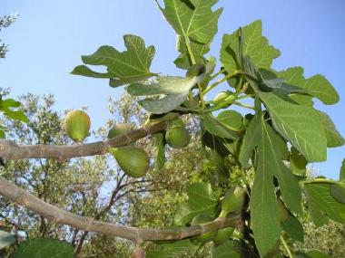 Holiday Apartment in Korcula-Brna (Dubrovacko-Neretvanska) or holiday homes and vacation rentals