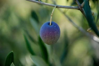 Holiday Apartment in Korcula-Brna (Dubrovacko-Neretvanska) or holiday homes and vacation rentals