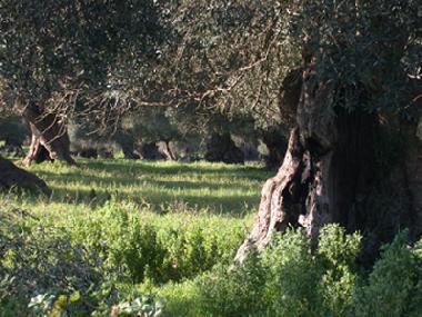 Holiday Apartment in Carovigno (Brindisi) or holiday homes and vacation rentals