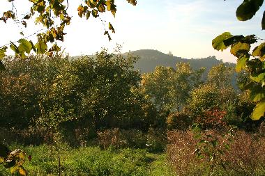 View from the garden