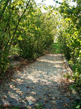 Boule track in the garden